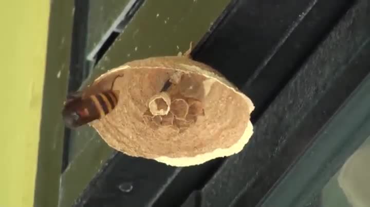 Stunning Footage of How A Hornet Creates Its Nest