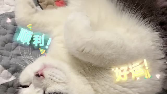 Depressed kitten