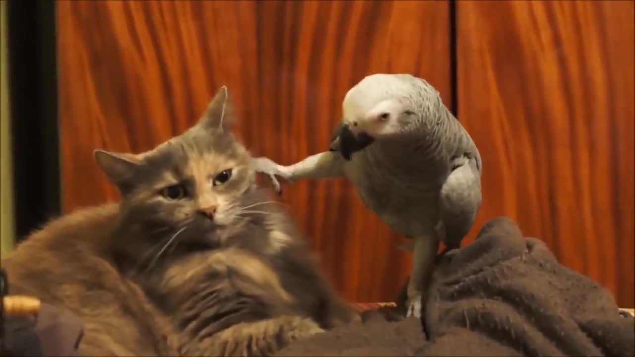 Funny Parrots annoying Cats