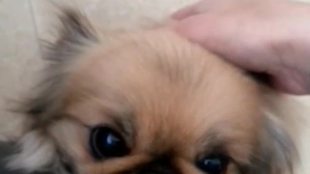 Fluff brownish white dog climbs up to owners leg to be pet