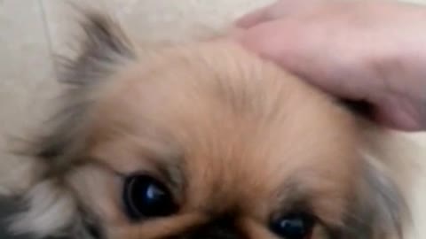 Fluff brownish white dog climbs up to owners leg to be pet