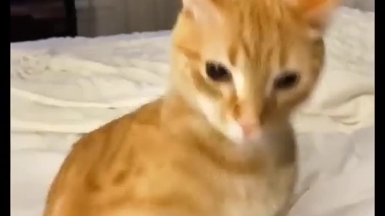 Funny animal videos best 2023