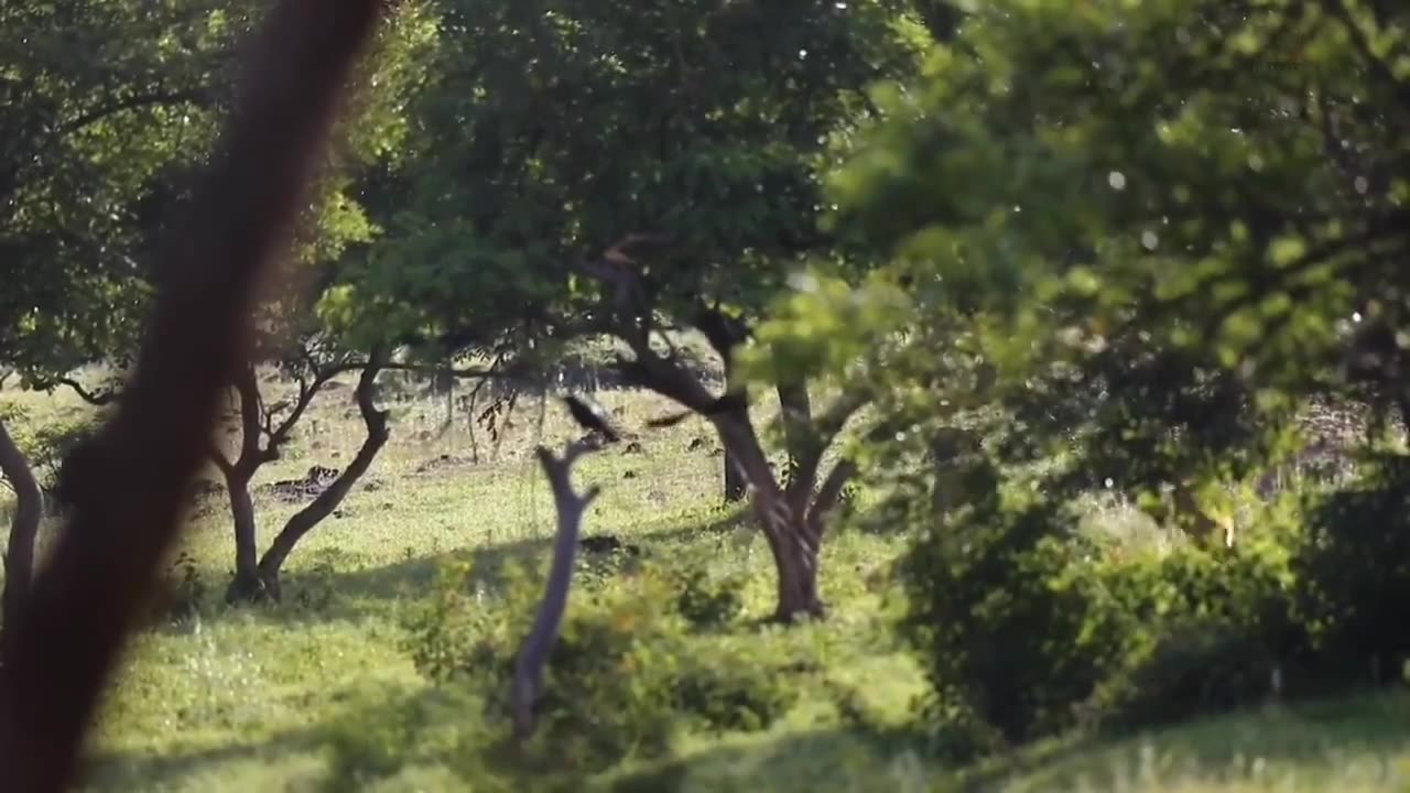 Wildlife in closer view with a natural perspective.