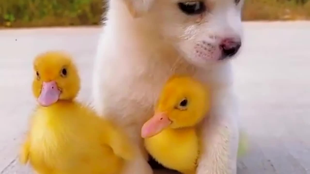 Puppy and her bestie baby duck- cuteness overloaded