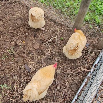 OMC! Do your chickens run to you and then instantly forget about you? #chickens #running #shorts