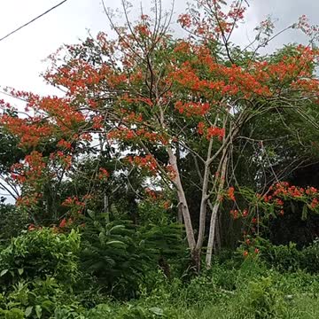 Trees dancing in the wind