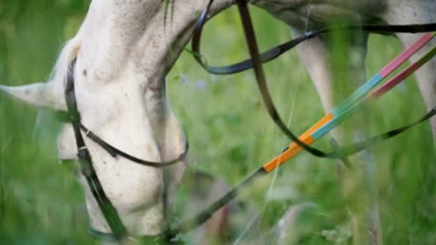 Horses eating green grass in the summer meadow