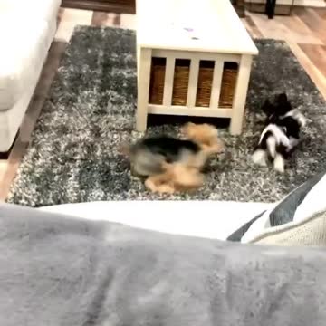 Yorkies chase each other into oblivion!
