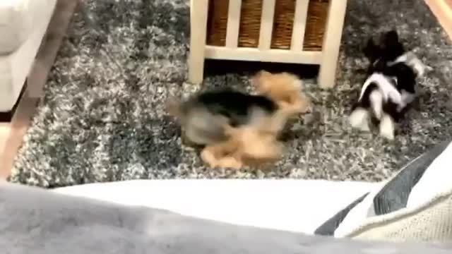 Yorkies chase each other into oblivion!