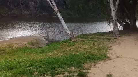 26.10.2024 The Barron River, Kuranda (1)