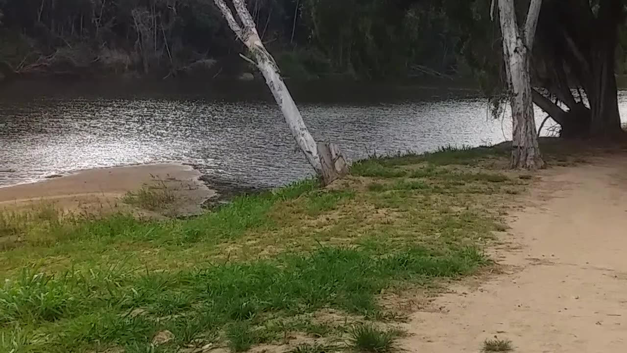 26.10.2024 The Barron River, Kuranda (1)