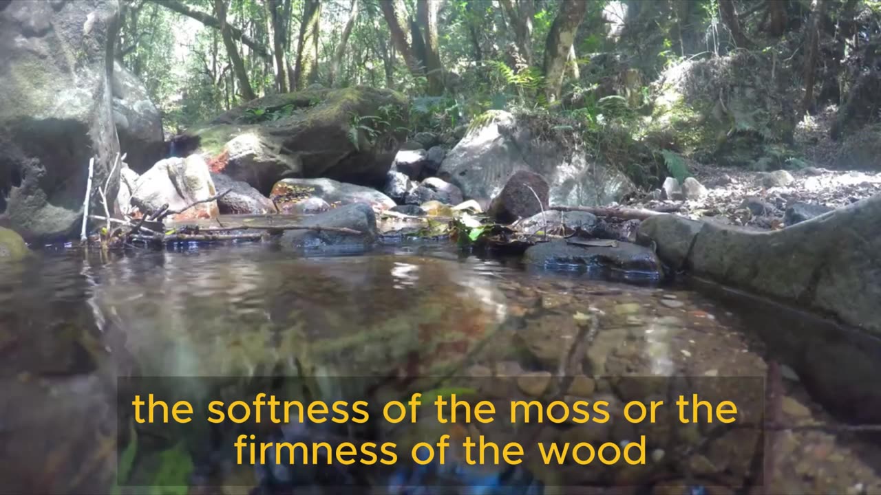 Meditation in the Deep Forest