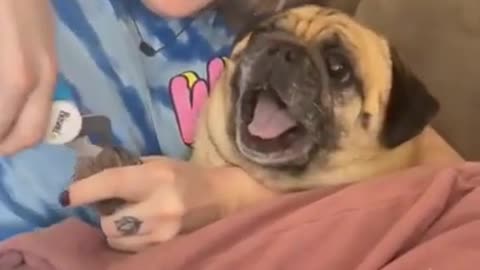 Dog screams to not get his nails cut