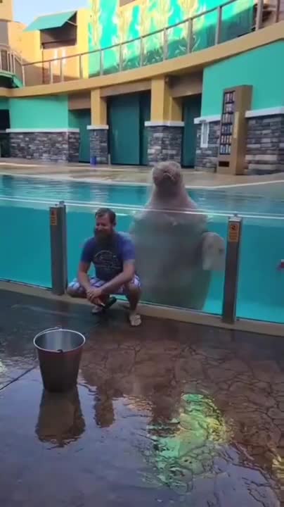 Seals, try not to laugh better #memes