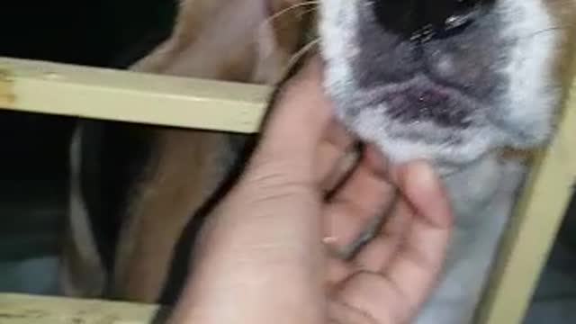 My dog enjoying tickle on Nose