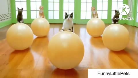 Funny video cat fails cat exercise video hilarious