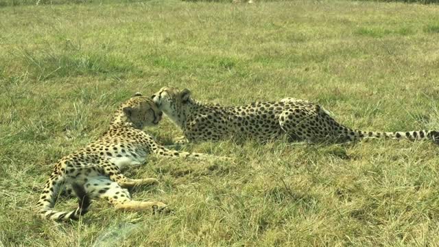 cheetah couple