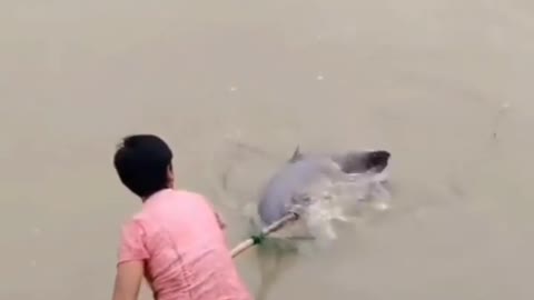 This is a beautiful and charming water-dwelling species