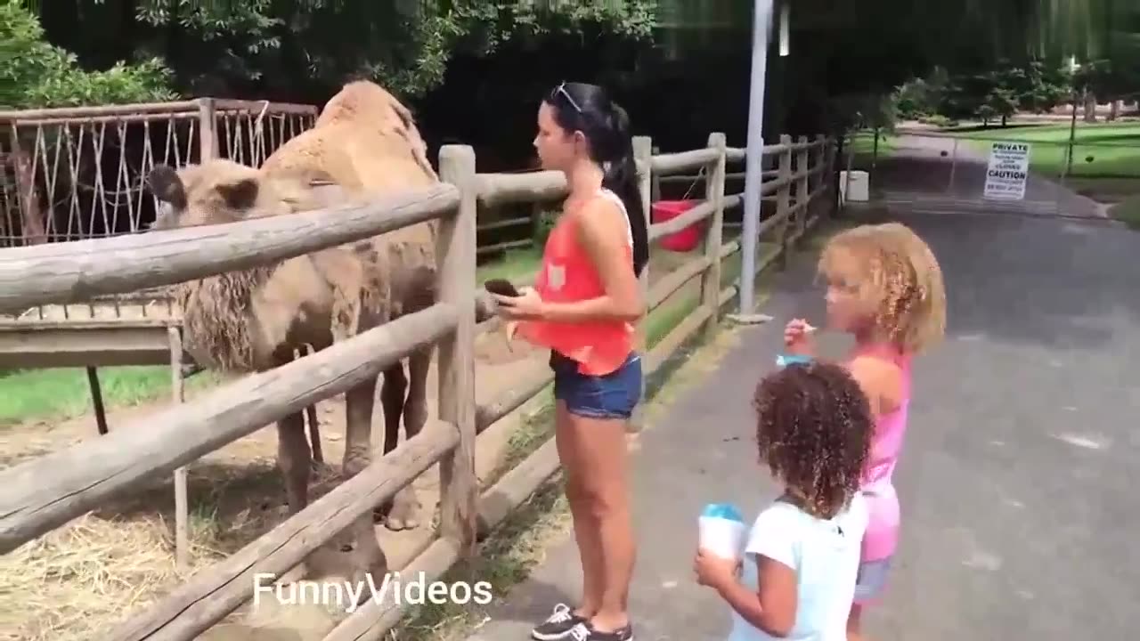 Funny Animals Videos