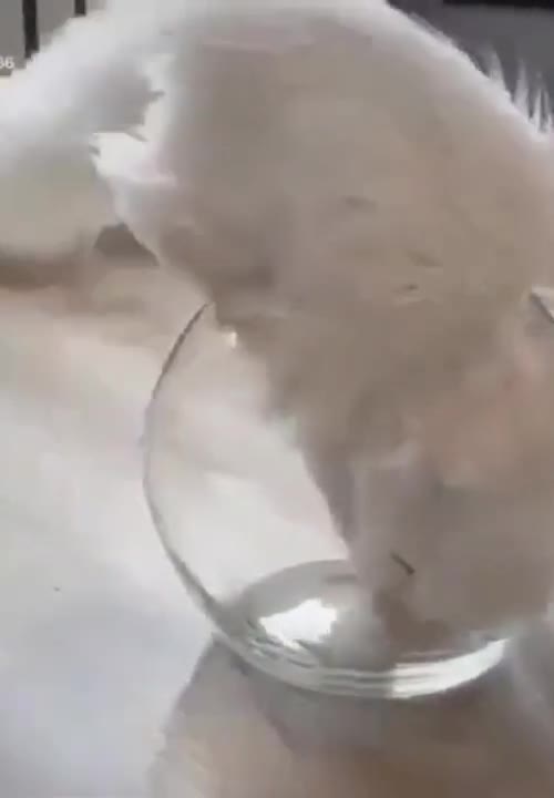 Don't you want to keep this cute cat?