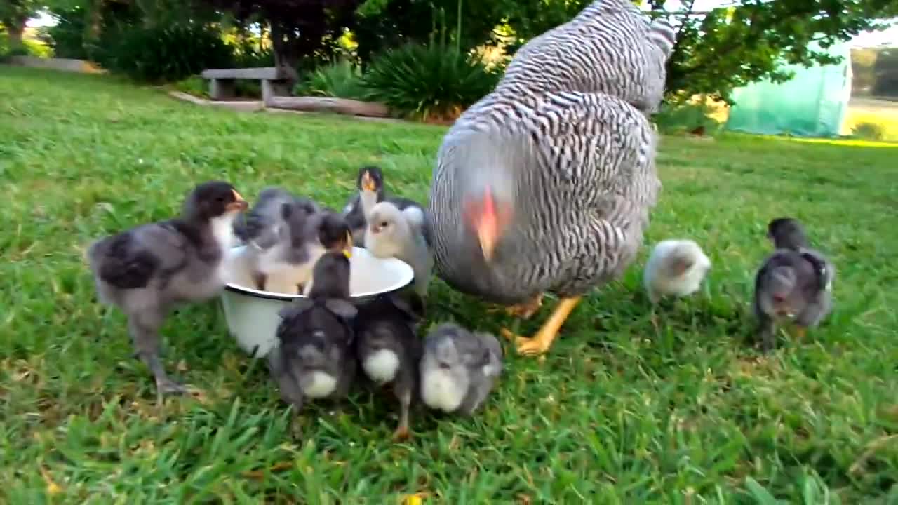 Plymouth Rock Hen and Blue and Splash Orpington Chicks