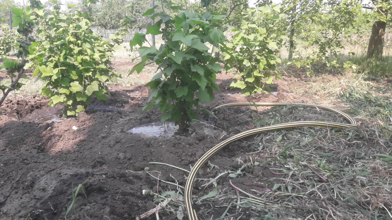 Watering the garden with a hose