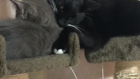 Two cats are grooming each other.