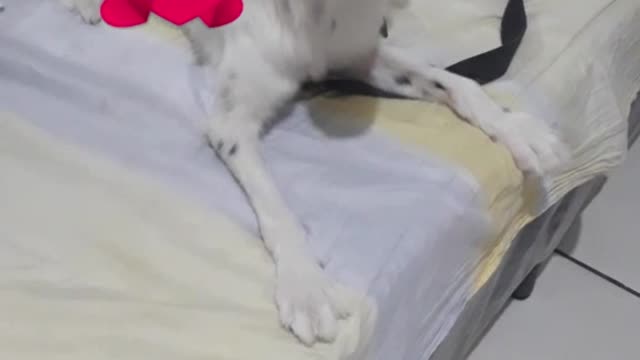 Meu amor