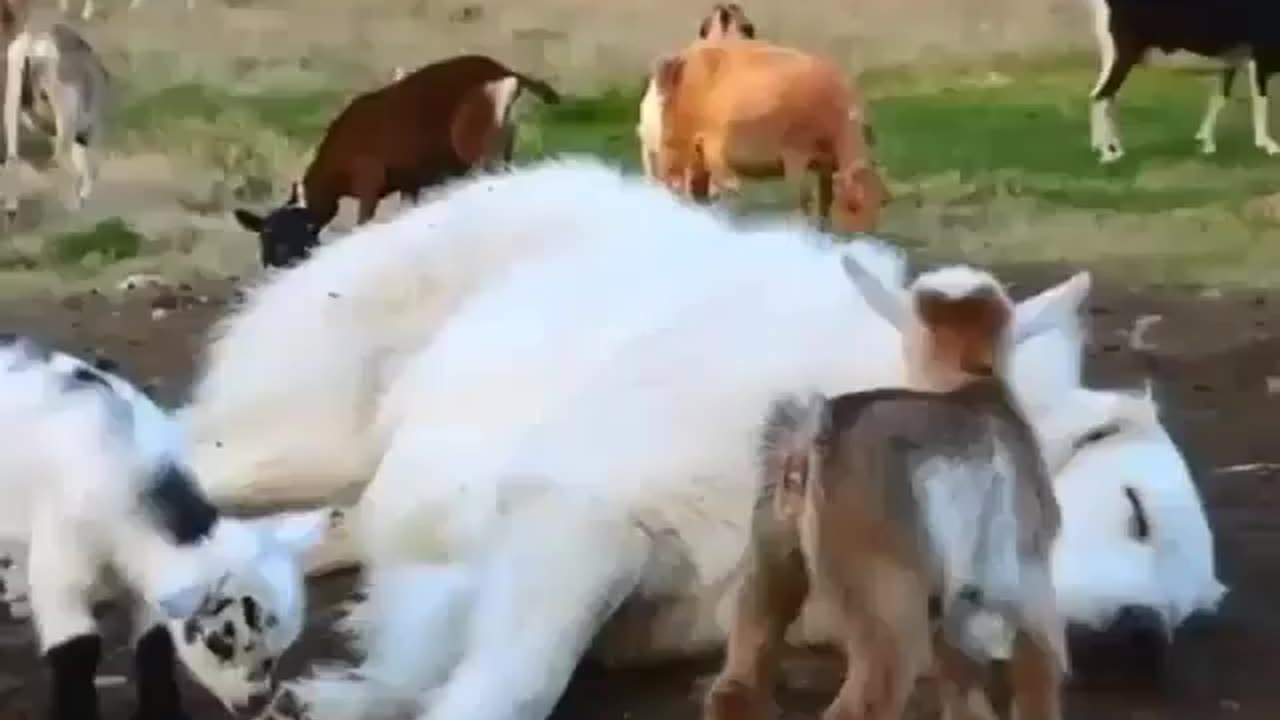 Goats trying to piss off sleeping dog while playing