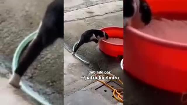 Belmiro Memes- Dublagens de animais engraçados