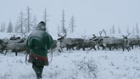 A reindeer herder in the far North