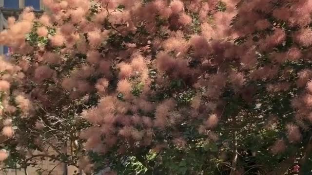 Pink cotton batts hang on the branches. What is this? What do you know