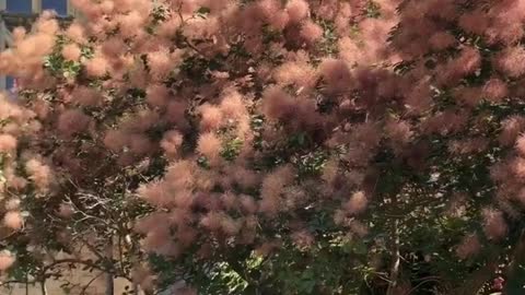 Pink cotton batts hang on the branches. What is this? What do you know