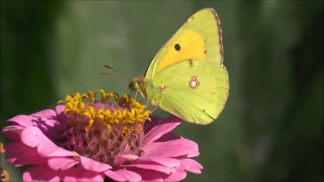 Fluffy butterfly