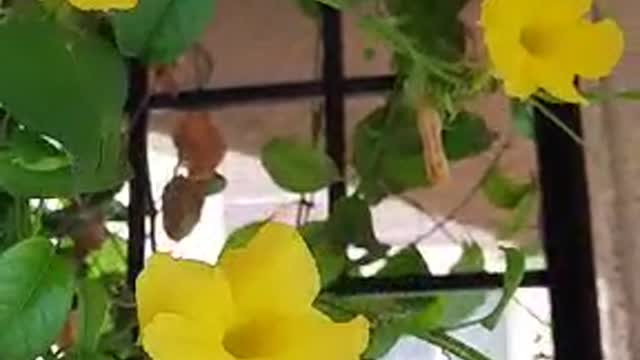 The flowers of this plant are very beautiful.