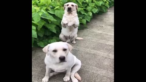 dog funny moment jokes