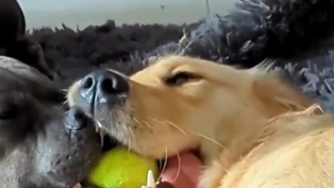 Epic Tug of War: Two Dogs Battling for the Ball! 🐕🎾