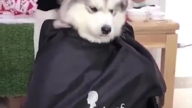 Funny Dog Videos 2021 It's time to LAUGH with Dog's life12