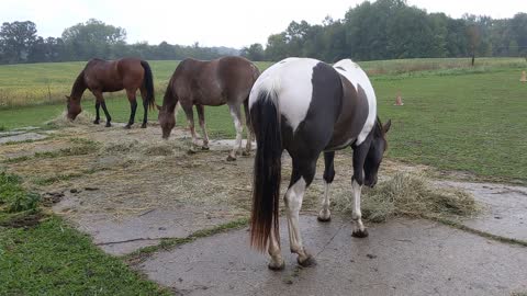 JJ - further into phase two of introduction into the herd - peacefully eating - 25 Sept 2022