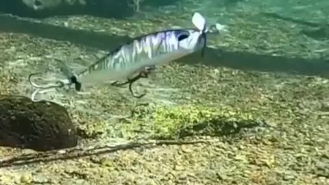 This is a beautiful and charming water-dwelling species