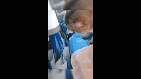 Hilarious Animal Antics: Laugh Out Loud Moments
