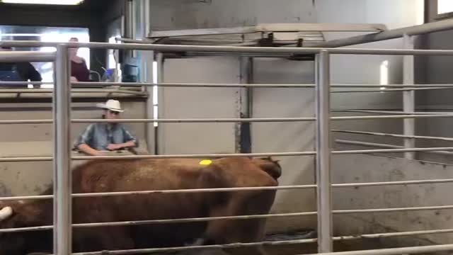 Texas Longhorns in California