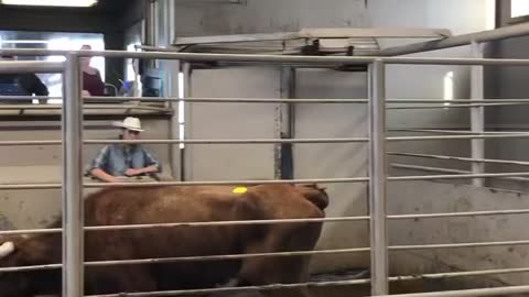 Texas Longhorns in California