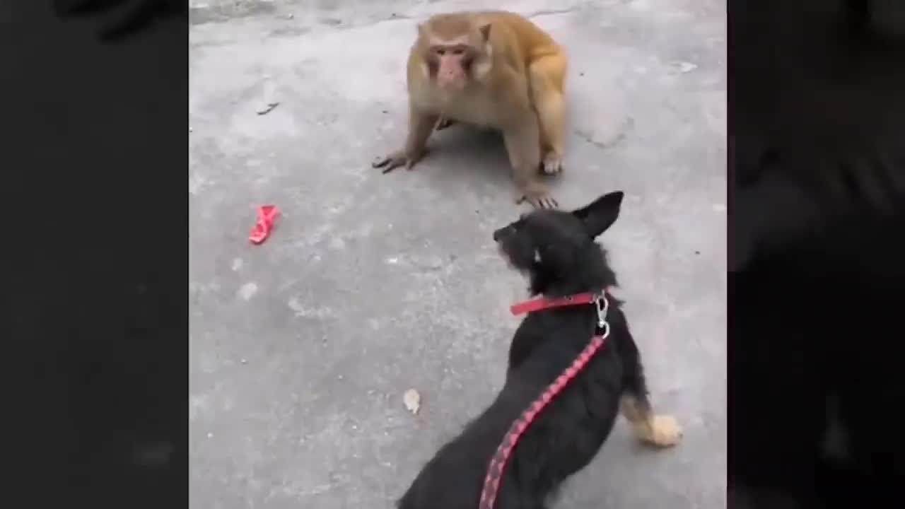 Funny and cute monkey vs dog