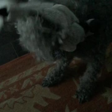 My poodle the killer