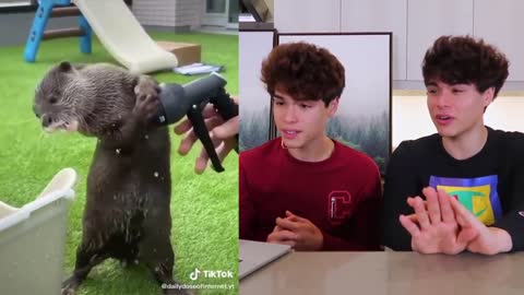 The CUTEST Animals on Tik Tok!