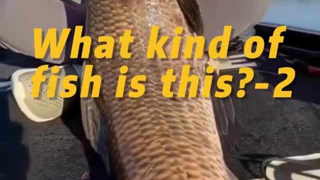What kind of fish is this