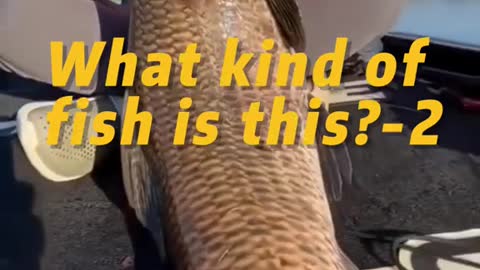 What kind of fish is this