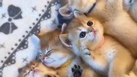 Tabby Cutiepies 🤗💕