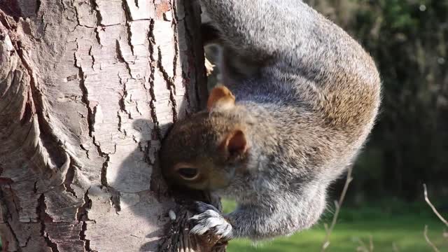 Wonderfu squirrel